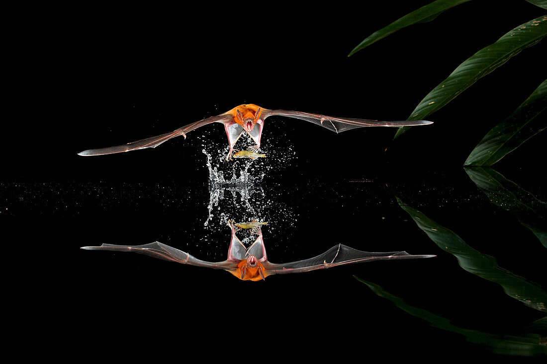Greater Bulldog Bat (Noctilio leporinus) fishing, Smithsonian Tropical Research Station, Barro Colorado Island, Panama
