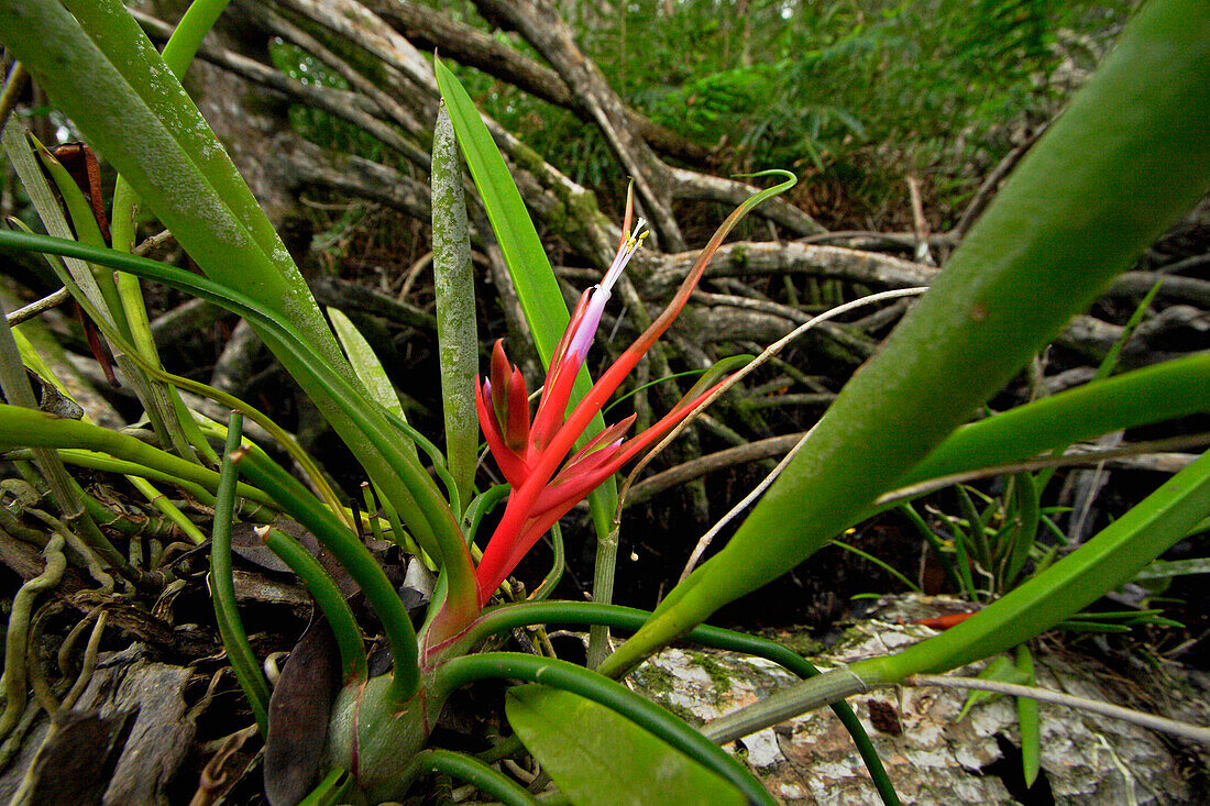Bromeliad (Tillandsia sp) flower in mangrove forest, Rio Grande, southern Belize