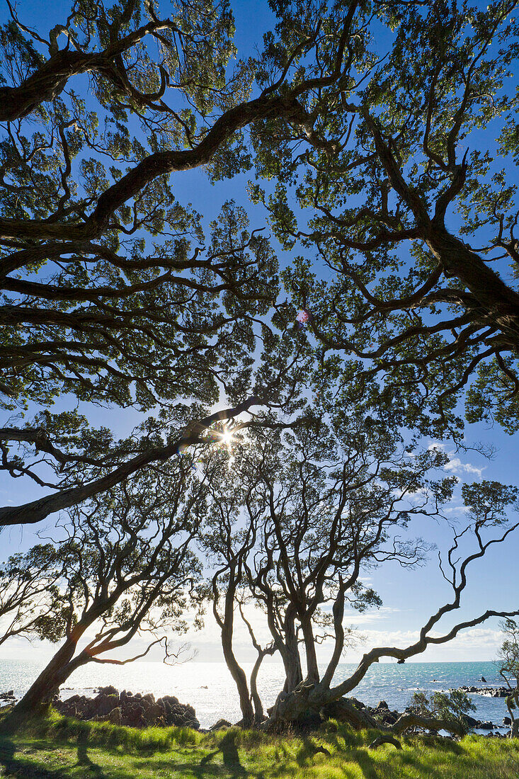 Pohutukawa (Metrosideros excelsa) trees, North Island, New Zealand