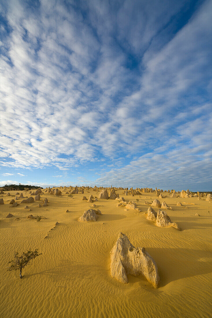 Eroded limestone pinnacles, Nambung National Park, Western Australia, Australia