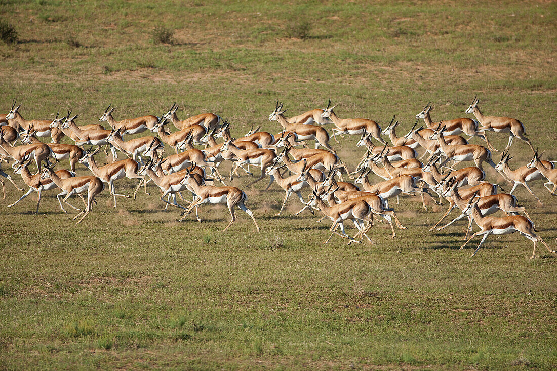 Springbok (Antidorcas marsupialis) herd running, Kalahari, Northern Cape, South Africa