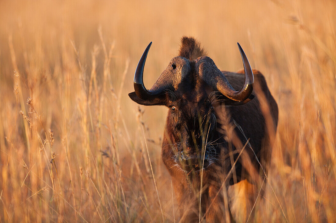 Black Wildebeest (Connochaetes gnou) in grassland, Gauteng, South Africa