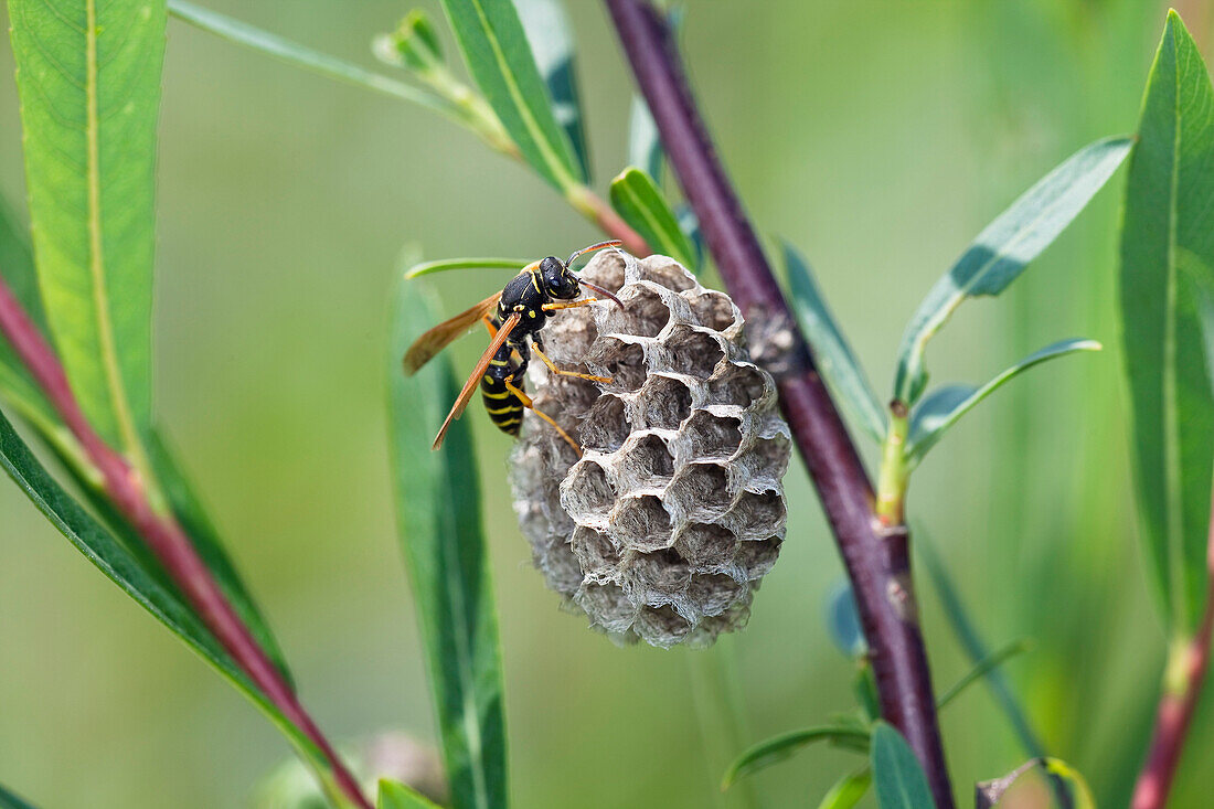 Wasp (Polistes nimpha) constructing nest, Upper Bavaria, Germany