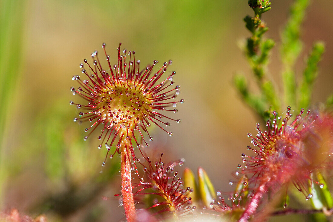 Common Sundew (Drosera rotundifolia), Bavaria, Germany