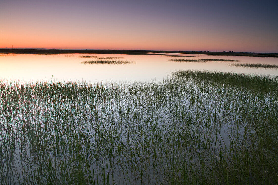 Vernal pool filled with water in winter at sunrise, Jepson Prairie Preserve, Solano, California