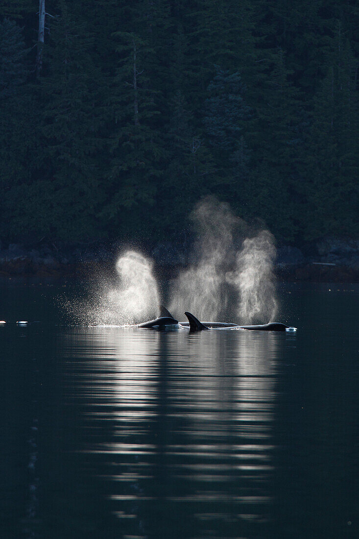 Orca (Orcinus orca) resident pod spouting, Prince William Sound, Alaska