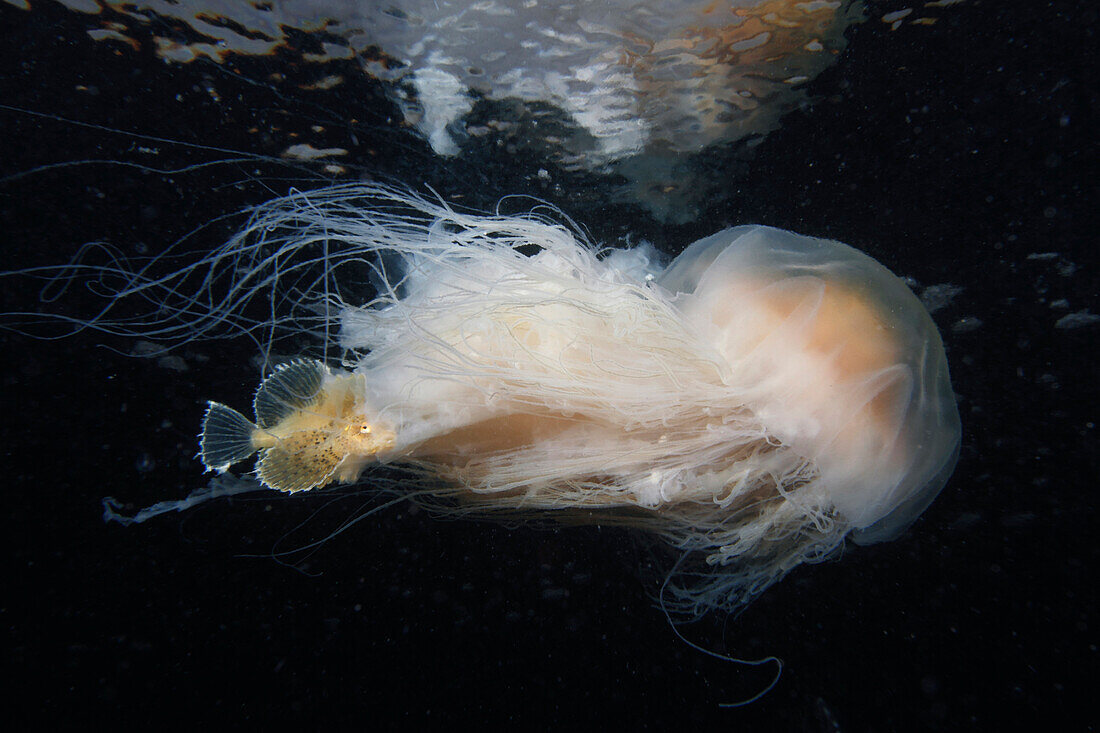 Lion's Mane (Cyanea capillata) jelly with Sculpin (Blepsias sp) which is seeking protection amid its tentacles, Prince William Sound, Alaska