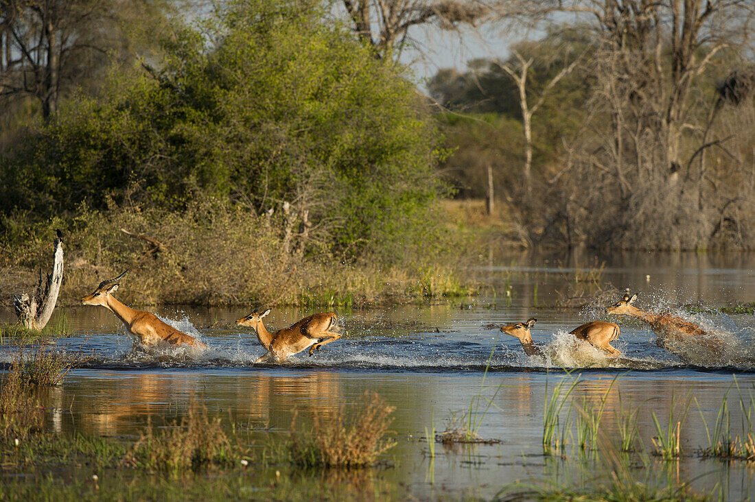 Impala (Aepyceros melampus) male and females running through water, Moremi Game Reserve, Okavango Delta, Botswana. Sequence 2 of 2