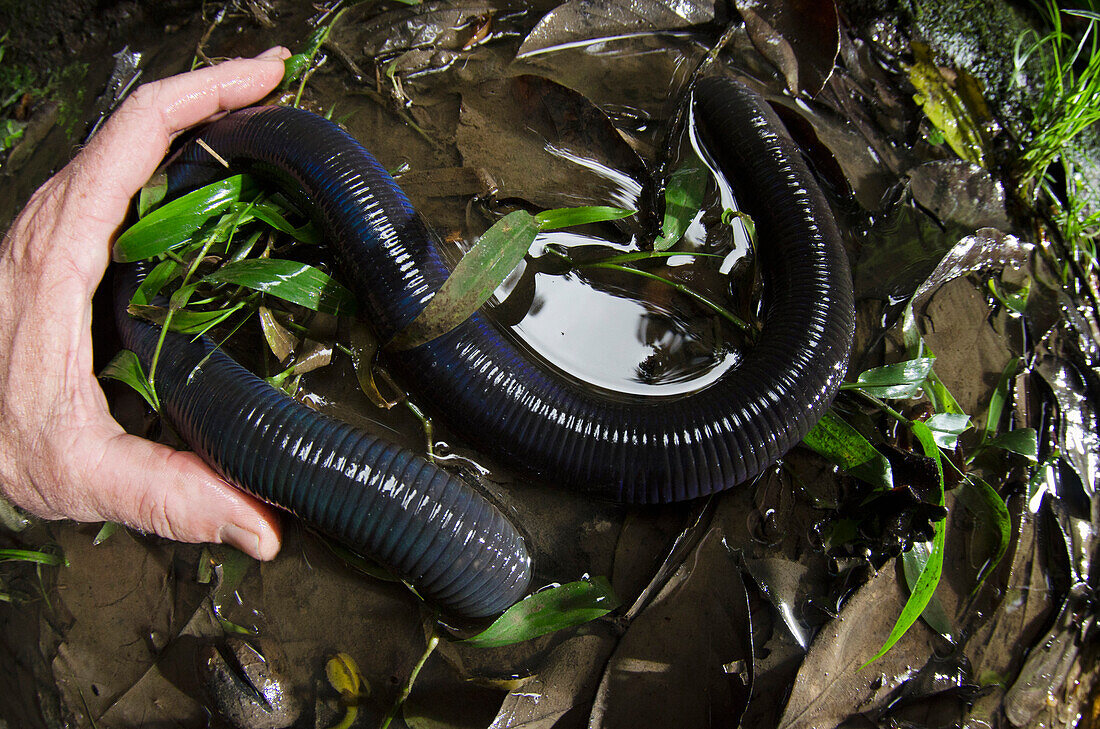 Earthworm (Lumbricus sp), Yasuni National Park, Amazon Rainforest, Ecuador
