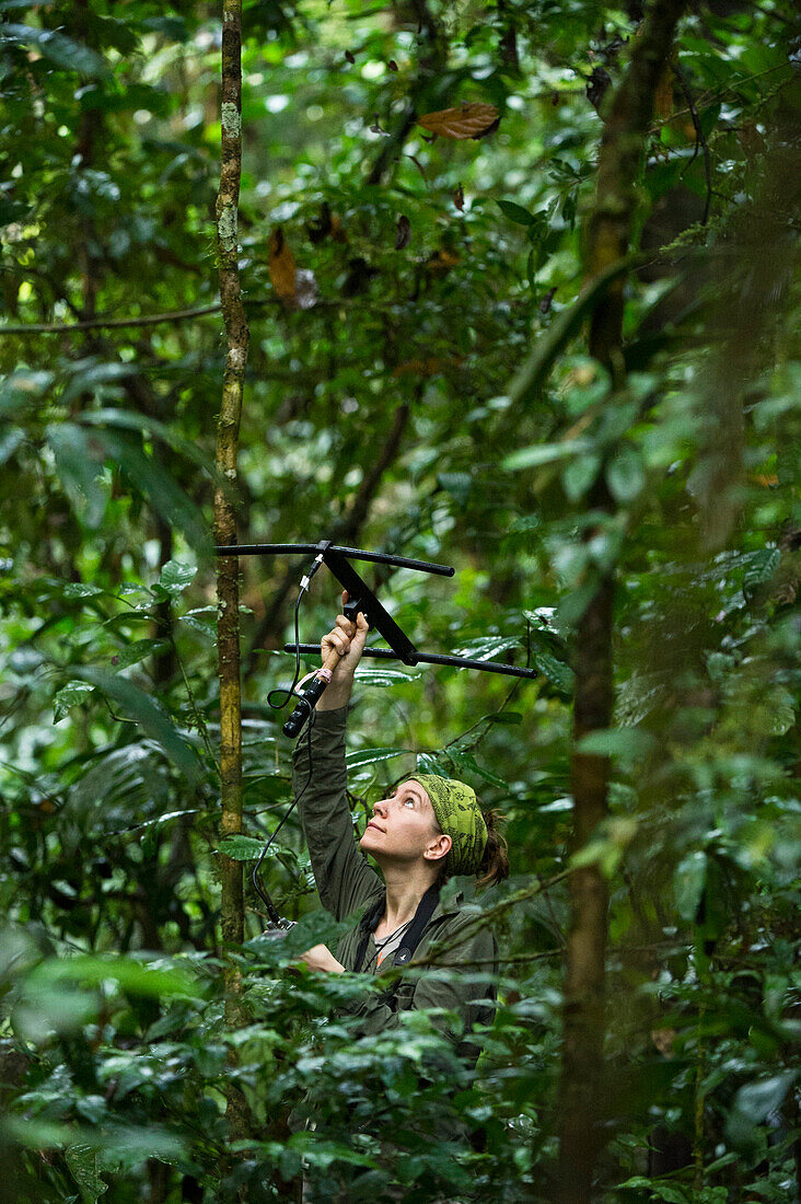 White-taile Titi (Callicebus discolor) biologist, Amy Porter, radio tracking individual, Tiputini Biodiversity Station, adjacent to Yasuni National Park, Amazon Rainforest, Ecuador