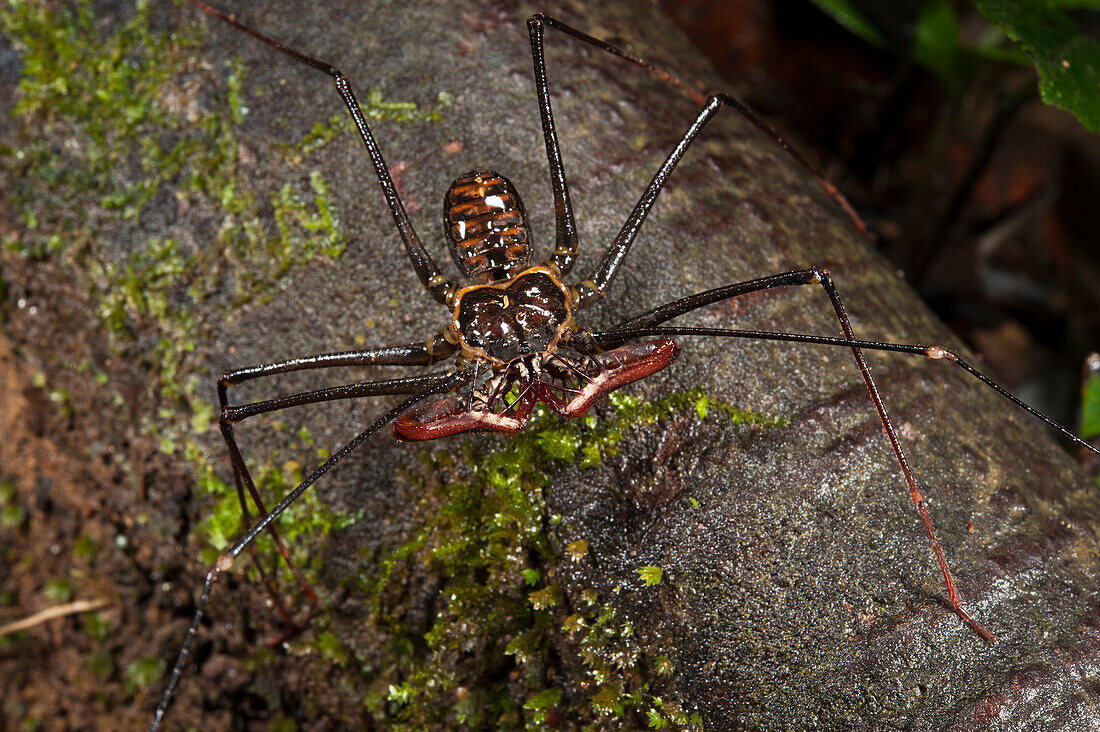Tailless Whip Scorpion, Yasuni National Park, Amazon Rainforest, Ecuador