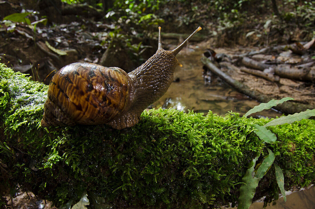 Land Snail (Caracolus sp) in rainforest, Yasuni National Park, Amazon Rainforest, Ecuador