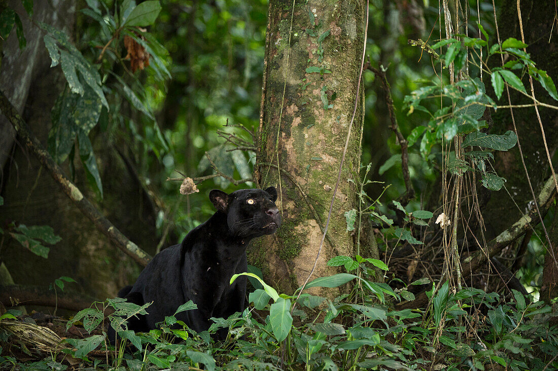 Jaguar (Panthera onca), melanistic dark color phase known as a black panther, Yasuni National Park, Amazon Rainforest, Ecuador