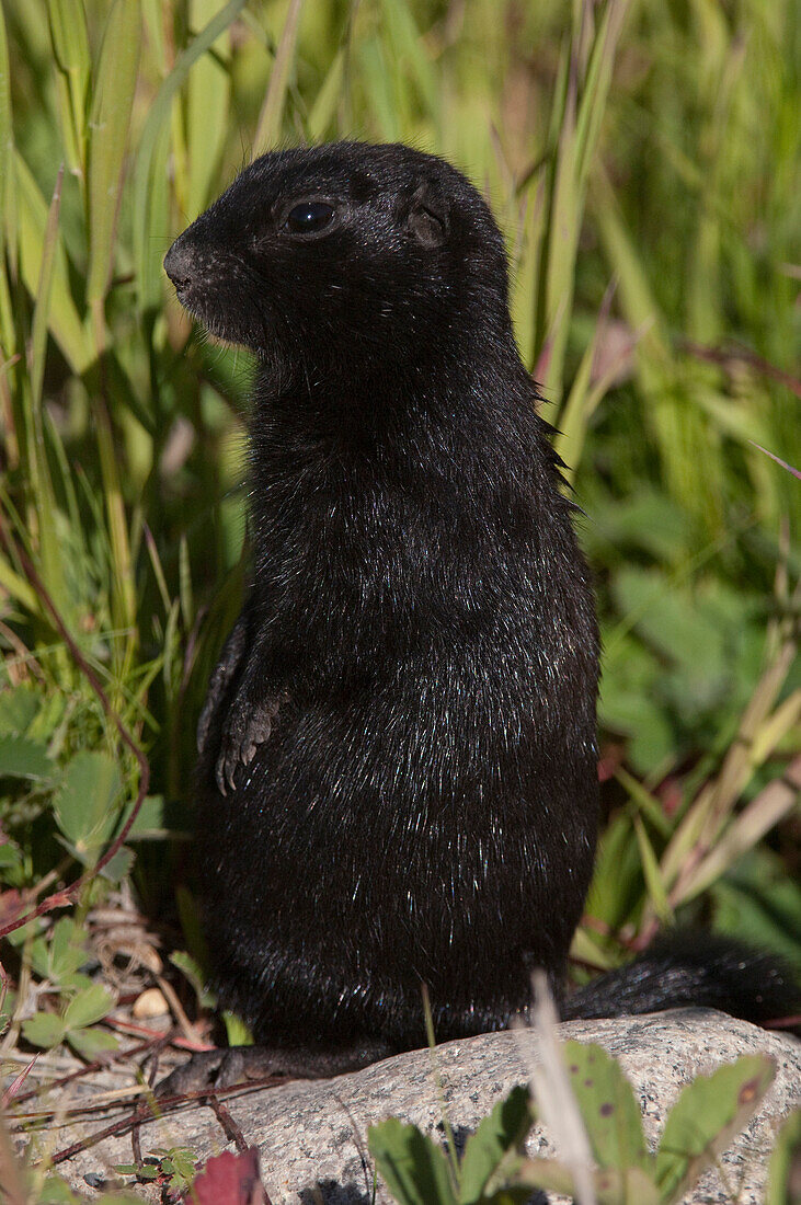 Arctic Ground Squirrel (spermophilus parryii) melanistic dark coloring, Alaska