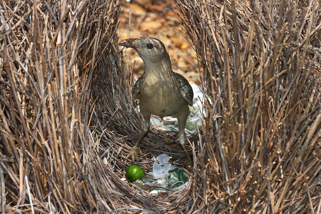 Great Bowerbird (Chlamydera nuchalis) male coating the inside of the bower with fruit pulp, Townsville, Queensland, Australia