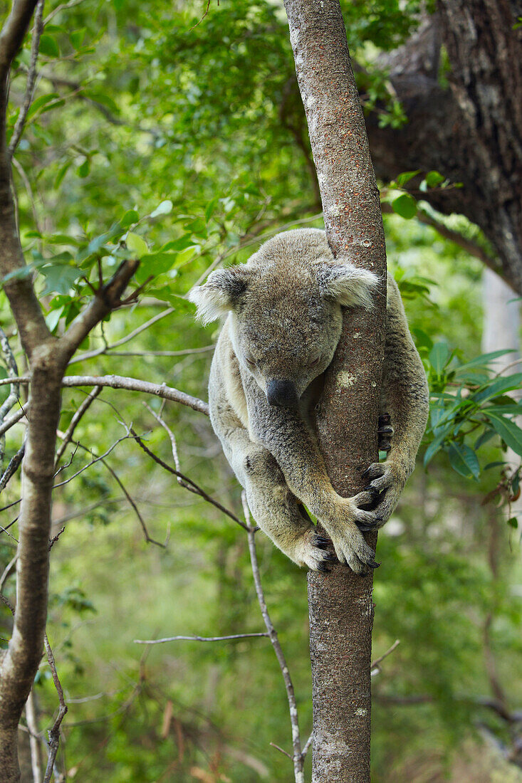 Koala (Phascolarctos cinereus) male sleeping in the fork of a tree, Magnetic Island, Queensland, Australia