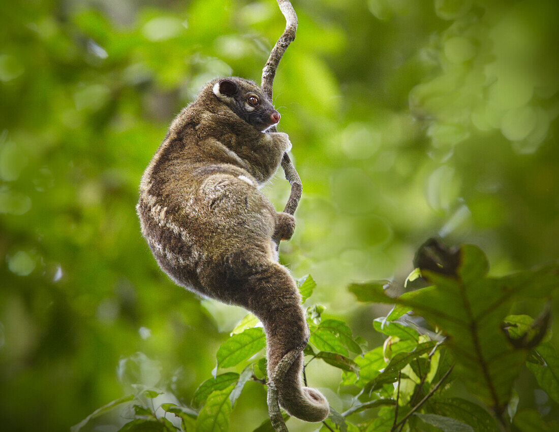 Green Ringtail Possum (Pseudochirops archeri) climbing vine, Atherton Tableland, Queensland, Australia