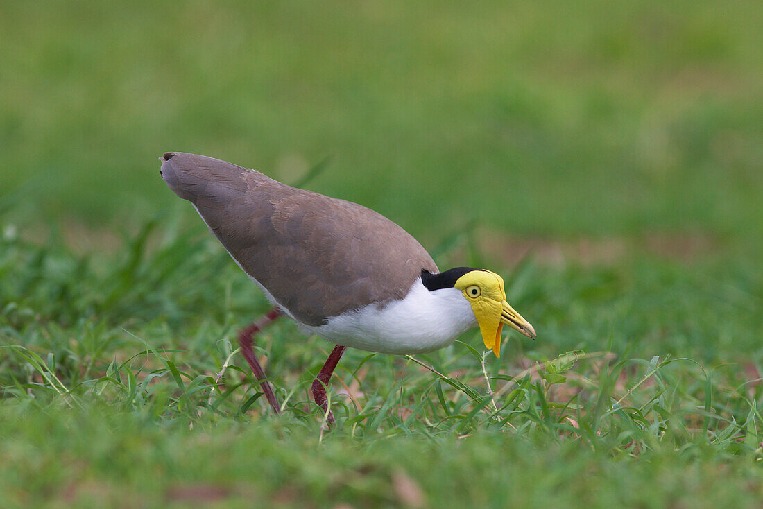 Masked Lapwing (Vanellus miles) feeding, Magnetic Island, Queensland, Australia