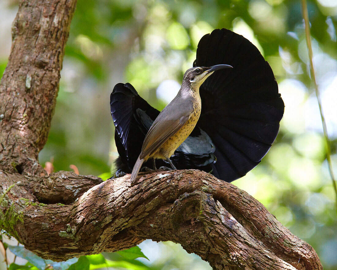 Victoria's Riflebird (Ptiloris victoriae) female looks on as the male displays on vine lek, Malanda, Queensland, Australia