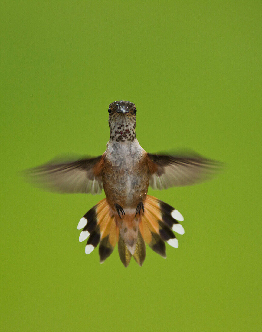 Rufous Hummingbird (Selasphorus rufus) hovering, Stikine River, Alaska