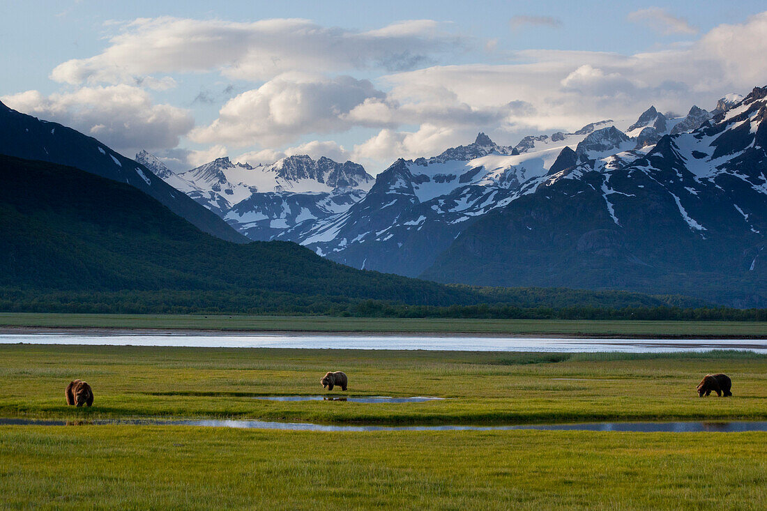 Grizzly Bear (Ursus arctos horribilis) trio on sedge flats, Katmai National Park, Alaska