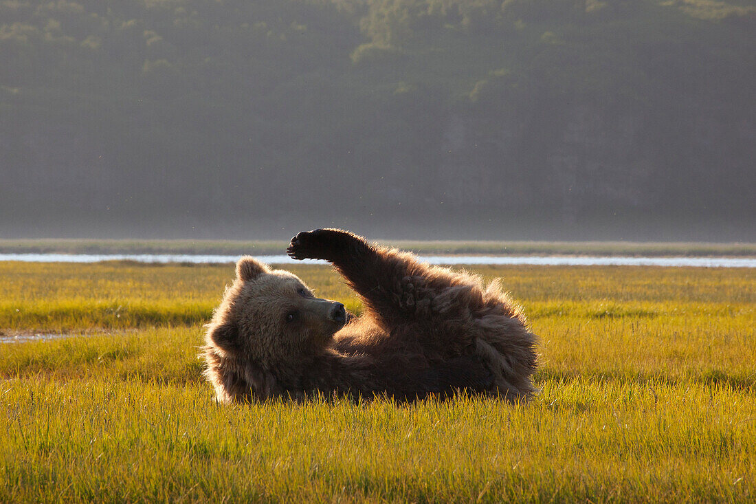 Grizzly Bear (Ursus arctos horribilis) young female on sedge flats, Katmai National Park, Alaska