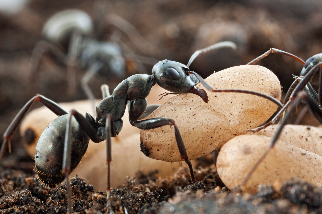 Wood Ant (Formica subsericea) carrying pupal cocoon, Estabrook Woods, Massachusetts