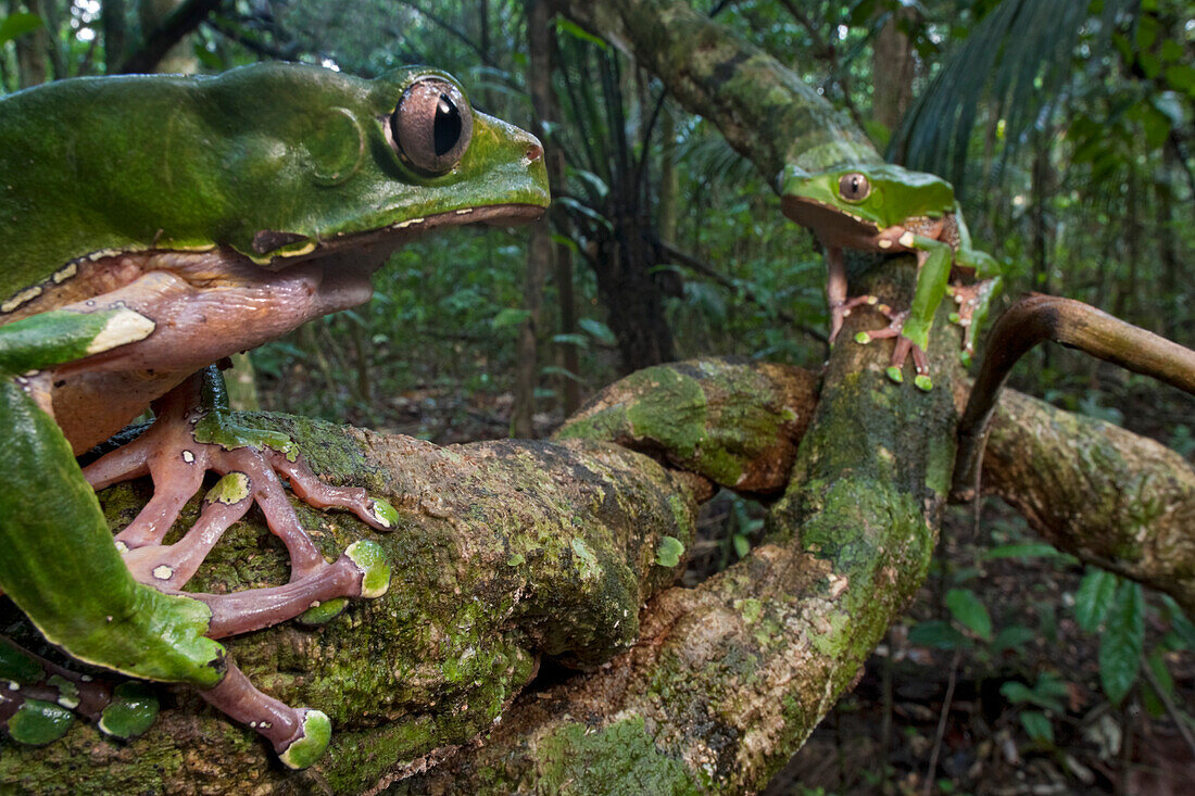 Giant Monkey Frog (Phyllomedusa bicolor) female watching an approaching male, Surinam
