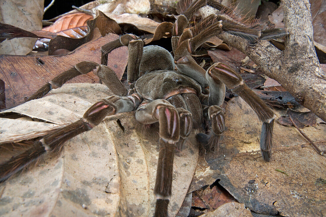Goliath Bird-eating Spider (Theraphosa blondi) in leaf litter, Guyana