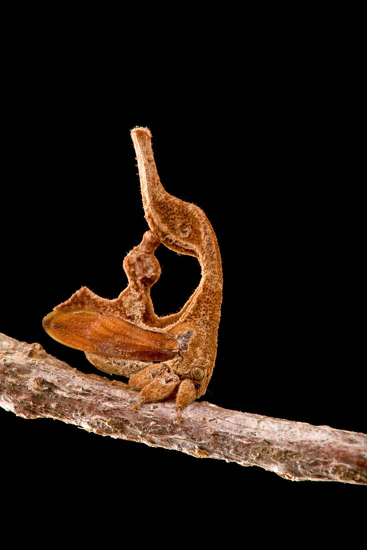Treehopper (Cladonota ridicula) camouflaged on branch, Guyana