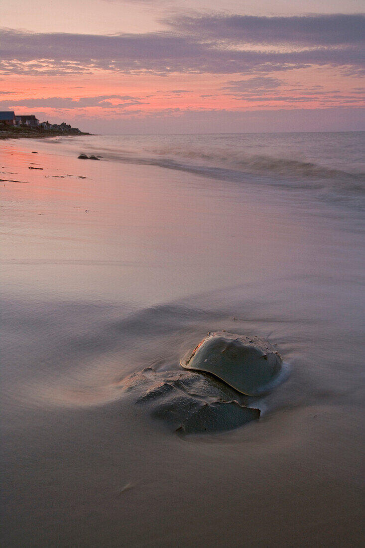 Horseshoe Crab (Limulus polyphemus) pair on beach, Delaware Bay, Delaware