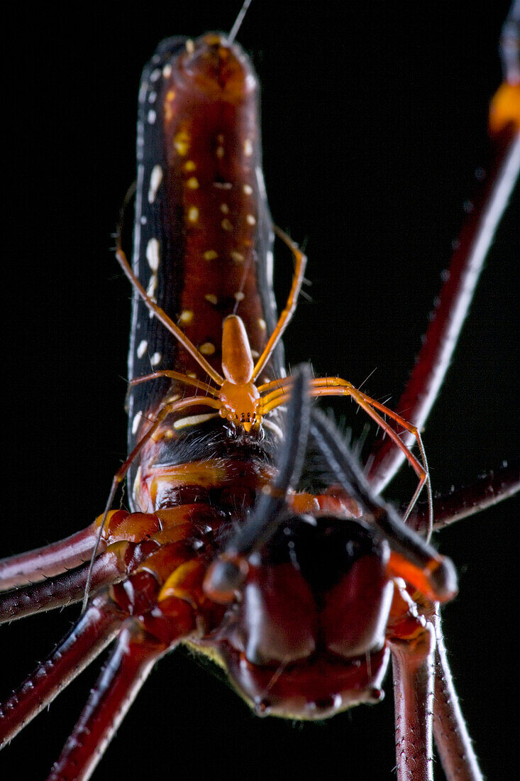 Giant Wood Spider (Nephila maculata) male spinning web on female to make sure he does not fall off, Papua New Guinea