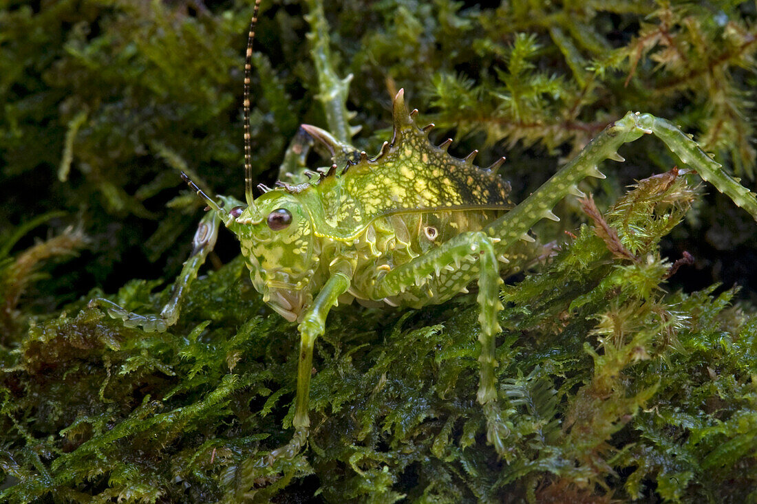 Katydid (Sasima sp), Papua New Guinea
