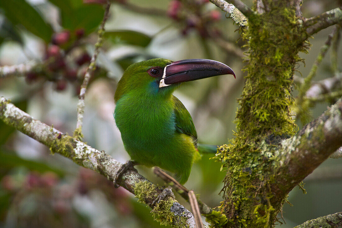 Crimson-rumped Toucanet (Aulacorhynchus haematopygus), Mindo Cloud Forest, Ecuador