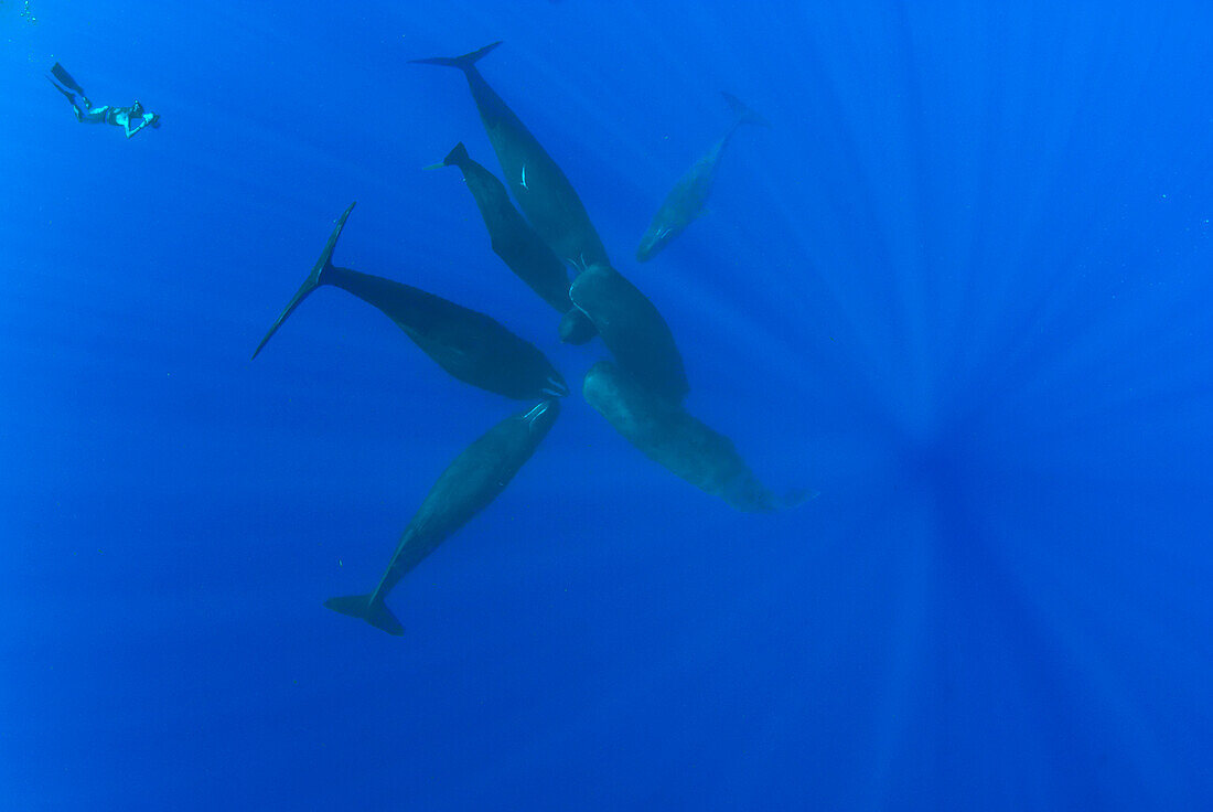 Sperm Whale (Physeter macrocephalus) group of seven with diver filming them, Caribbean Sea, Dominica