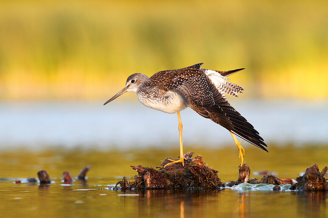 Greater Yellowlegs (Tringa melanoleuca) … – Bild kaufen – 71006751 ...