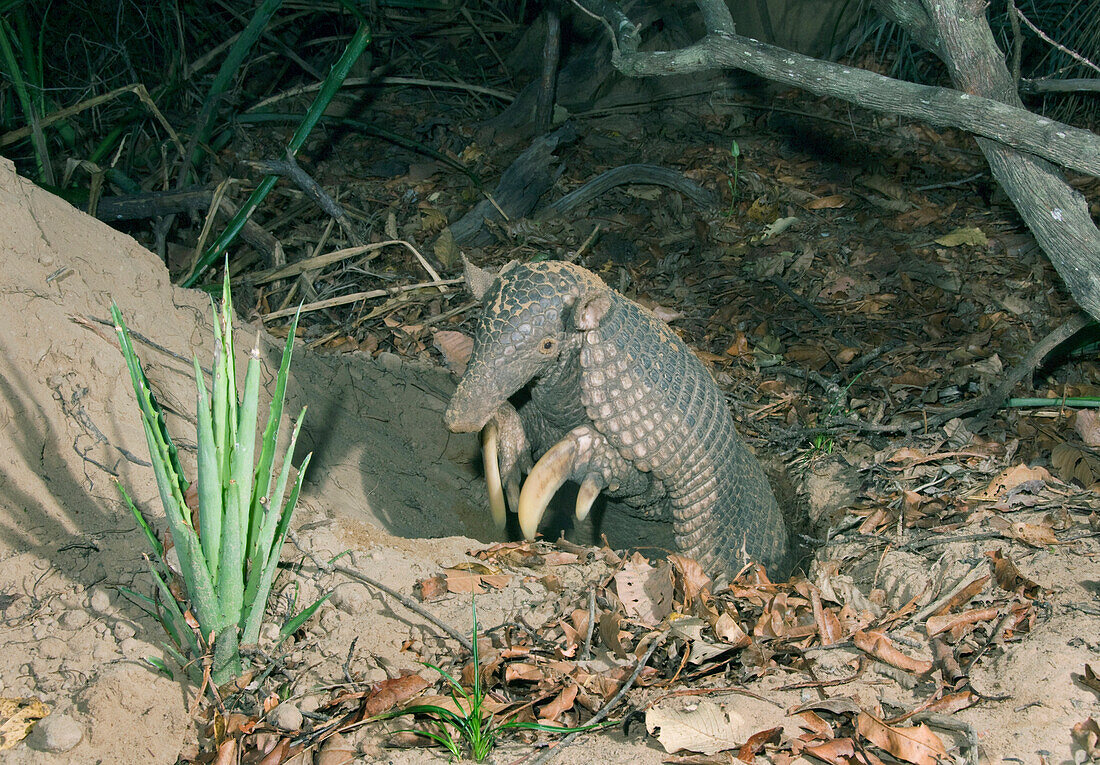 Giant Armadillo (Priodontes maximus) emerging from burrow, Pantanal, Brazil