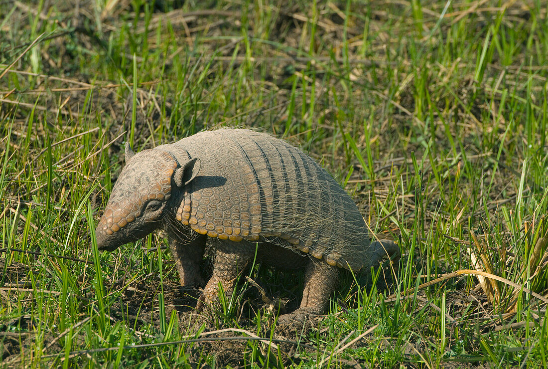 Yellow Armadillo (Euphractus sexcinctus), Pantanal, Brazil