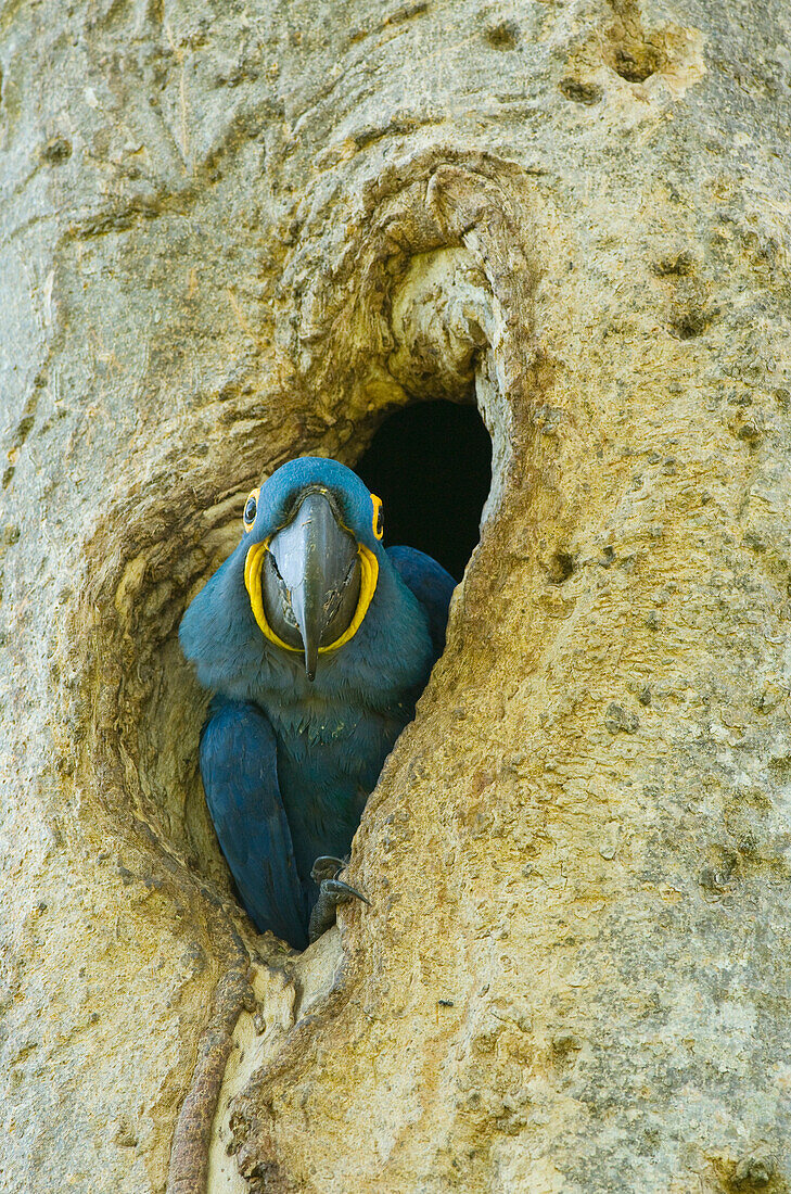 Hyacinth Macaw (Anodorhynchus hyacinthinus) in nesting hole, Pantanal, Brazil