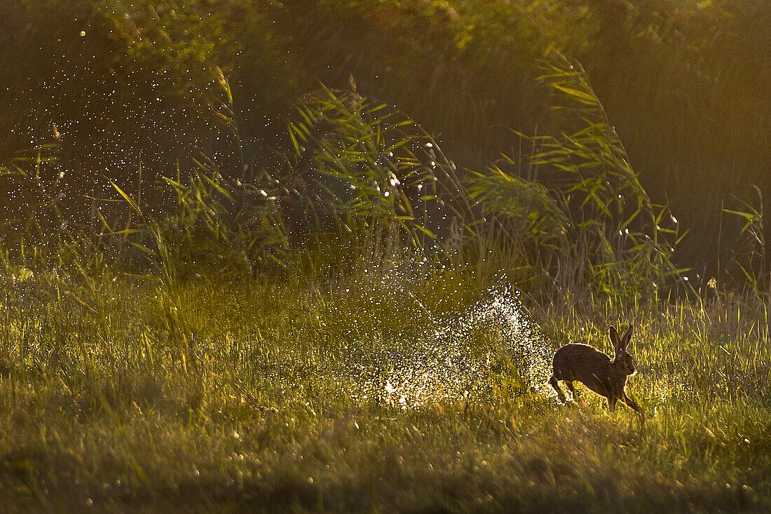 European Hare (Lepus europaeus) jumping through wetland, Netherlands