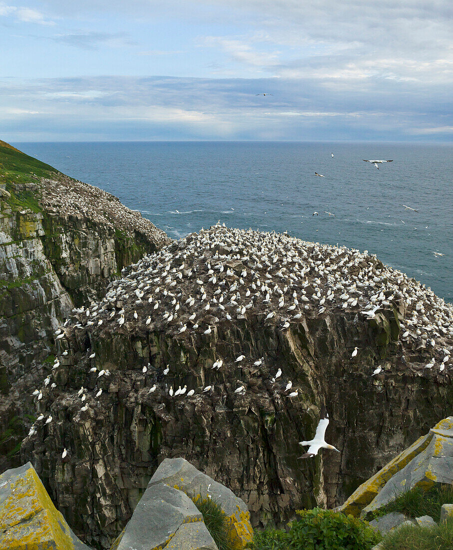 Northern Gannet (Morus bassanus) nesting colony, Cape St. Mary's Ecological Reserve, Newfoundland, Canada