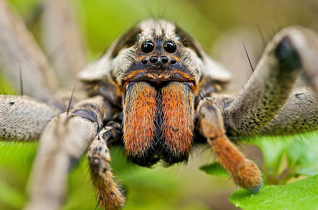 Wolf Spider (Hogna sp), Mindo, western slope of Andes, Ecuador