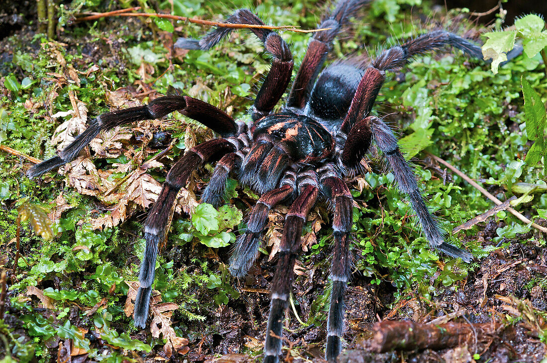 Tarantula (Pamphobeteus sp) male, Mindo, western slope of Andes, Ecuador