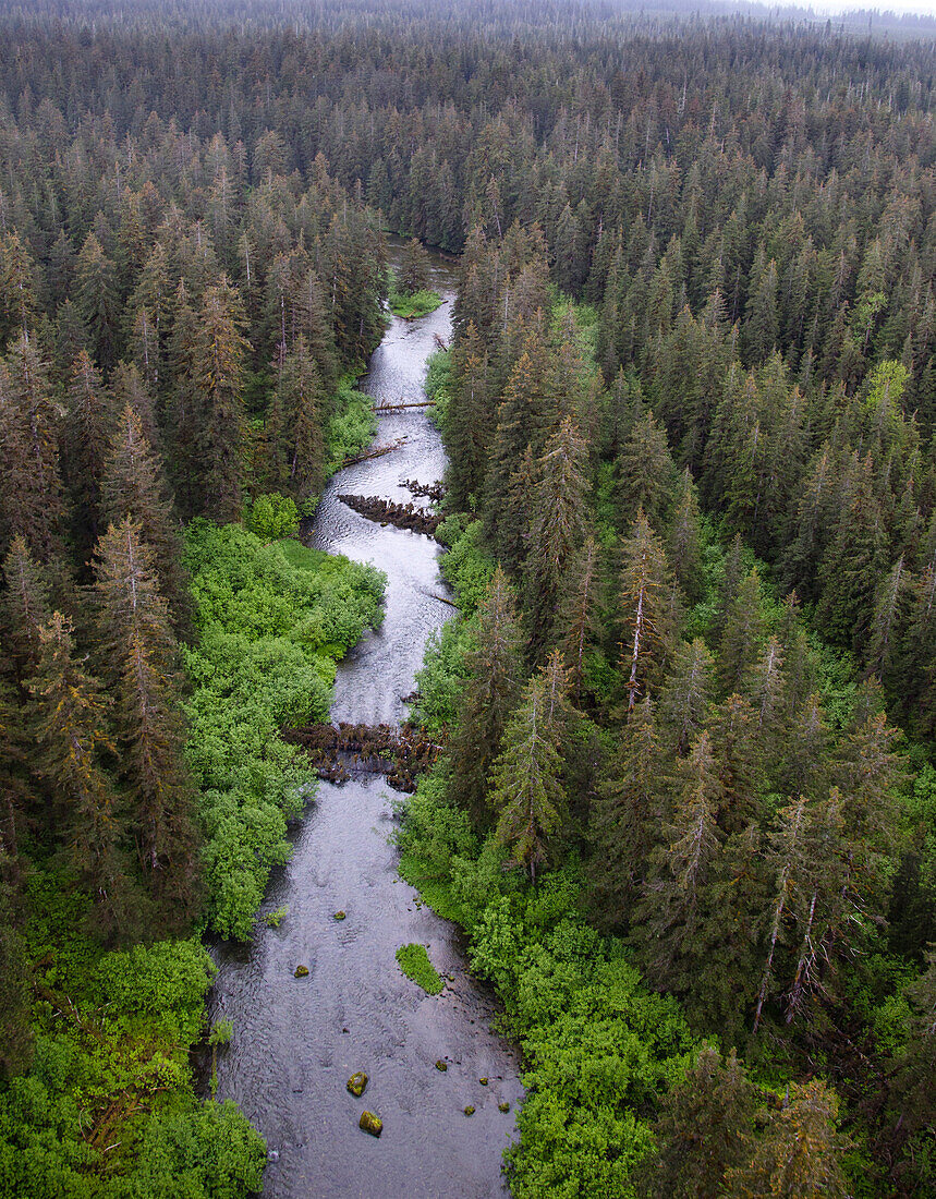 Stream and boreal forest, Tongass National Forest, Yakutat, Alaska