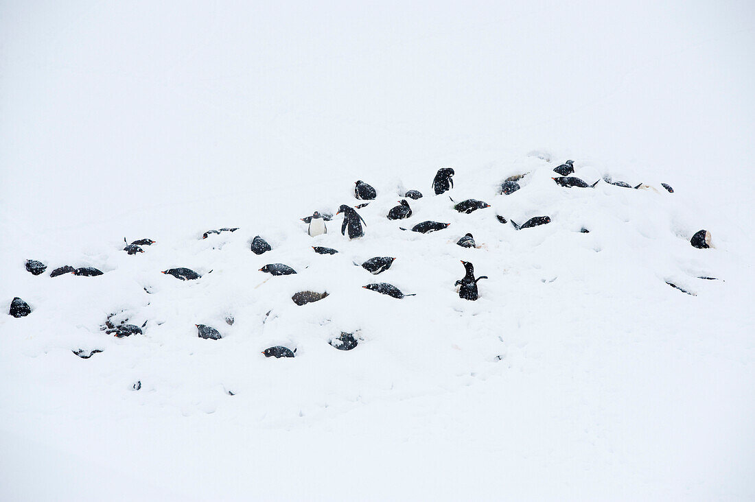 Gentoo Penguin (Pygoscelis papua) small nesting colony in blizzard, Antarctic Peninsula, Antarctica