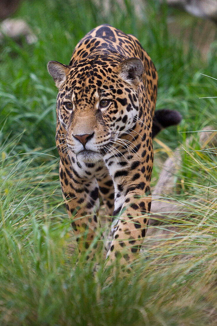 Jaguar (Panthera onca) male, native to Central and South America