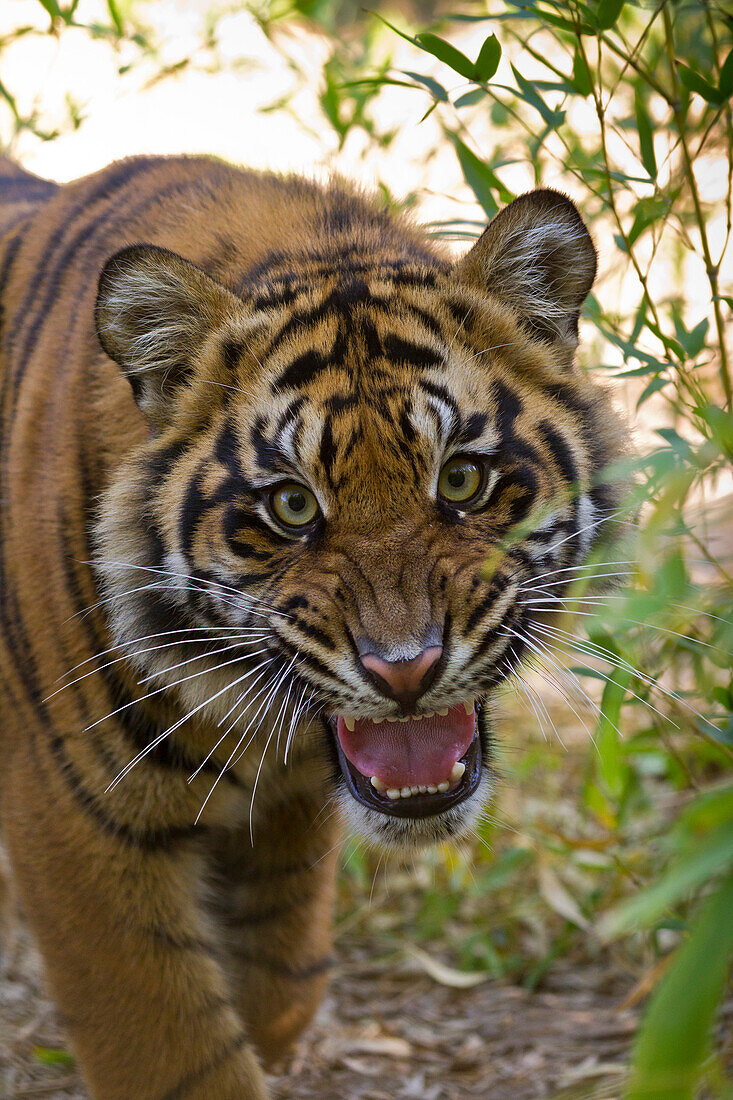 Sumatran Tiger (Panthera tigris sumatrae) cub snarling, native to Sumatra