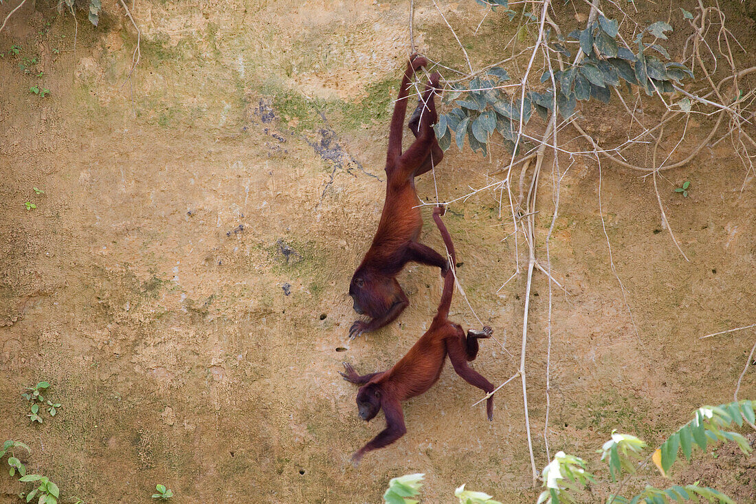 Red Howler Monkey (Alouatta seniculus) pair playing, Manu National Park, Peru