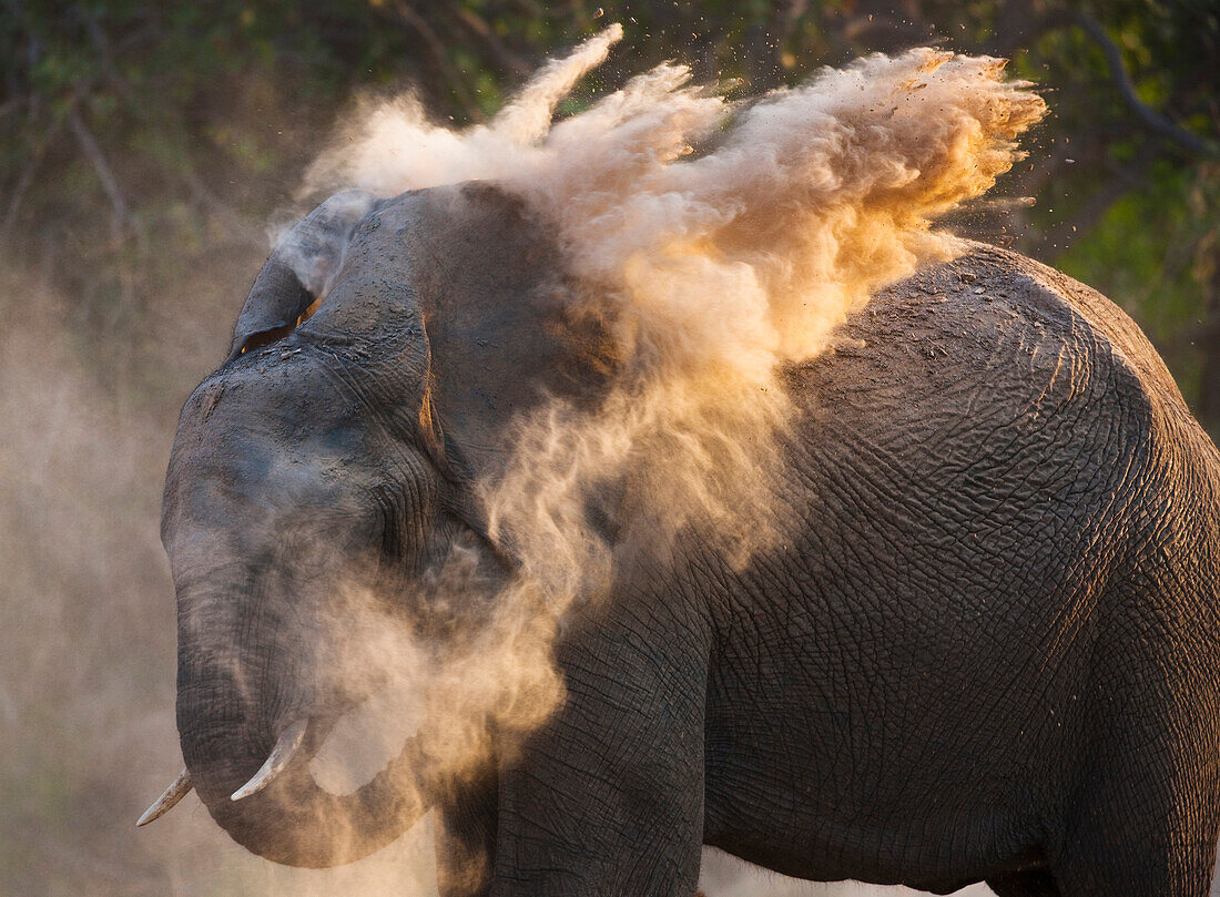 African Elephant (Loxodonta africana) dusting, Skeleton Coast, Namib Desert, Namibia