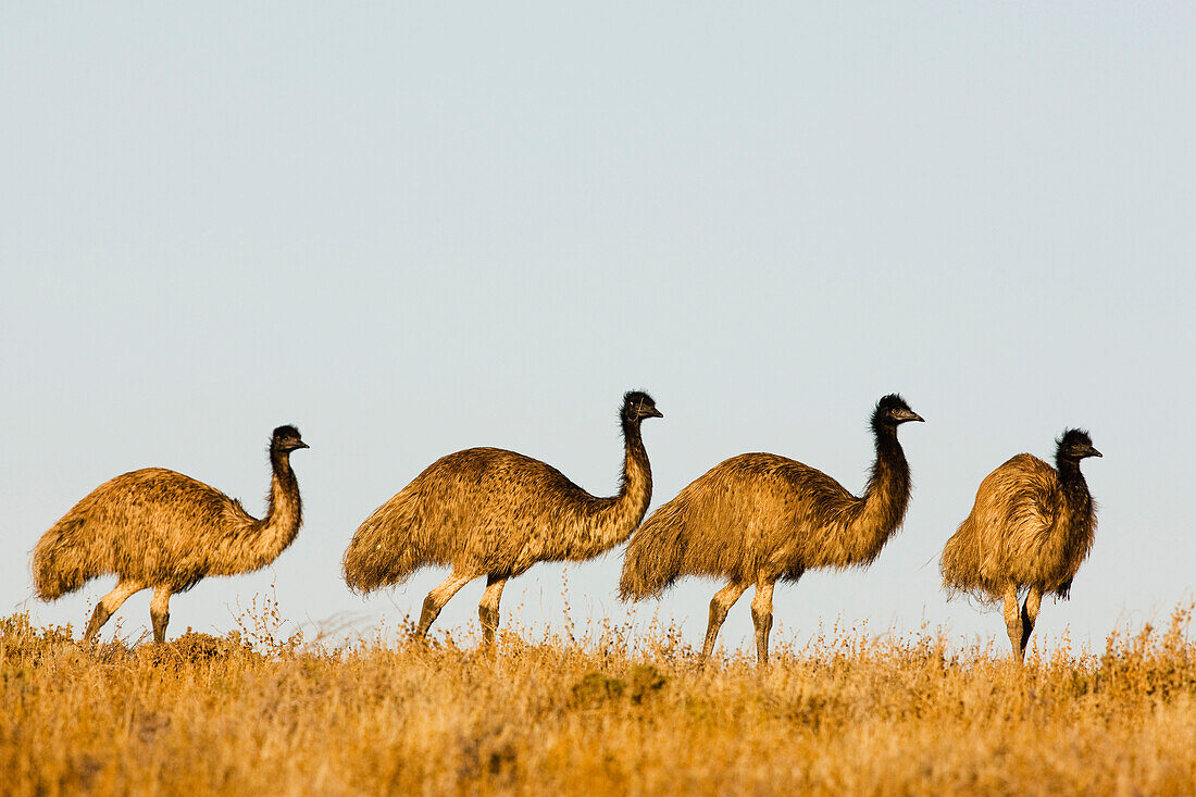 Emu (Dromaius novaehollandiae) group, Sturt National Park, New South Wales, Australia